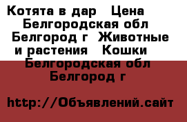 Котята в дар › Цена ­ 0 - Белгородская обл., Белгород г. Животные и растения » Кошки   . Белгородская обл.,Белгород г.